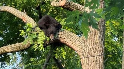 Gran oso negro causa conmoción en vecindario de DC tras trepar a árboles, pasear por los patios